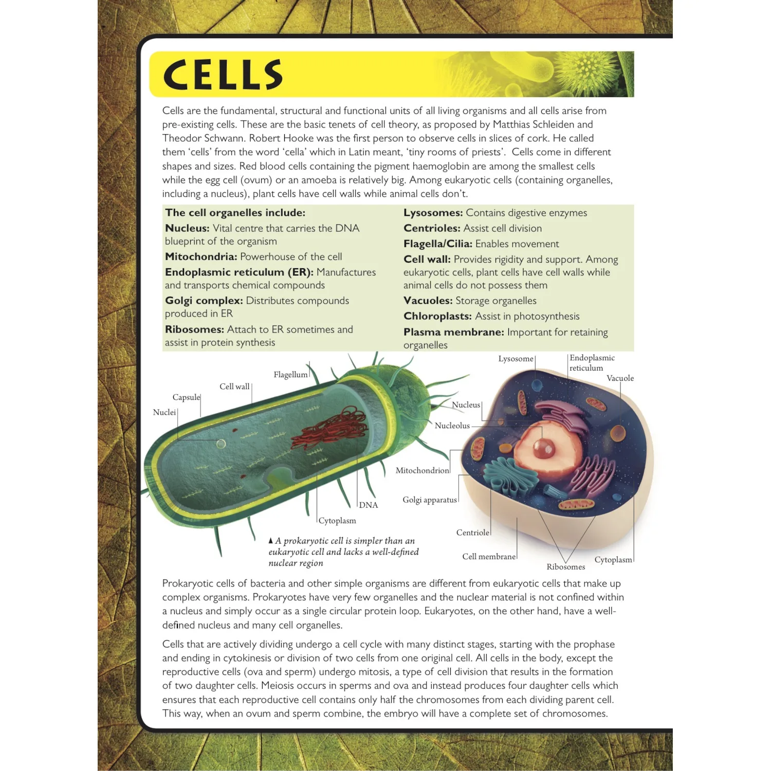 Discover Biology Sticker Book by Wonders of Learning